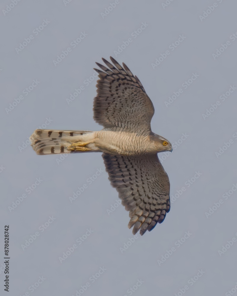Fototapeta premium Eurasian Sparrowhawk (Accipiter nisus).A frequent visitor to wooded areas, fields and gardens. Found across Eurasia and Africa, admired for its agility in flight and hunting skills.