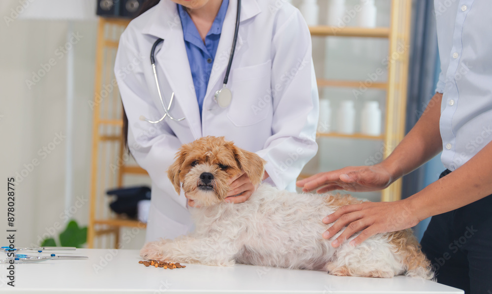 dog, hospital, pet, clinic, doctor, exam, examining, horizontal, indoor, medicine, nurse, photography, procedure, professional, specialist, veterinary, dentistry, health care, ill, occupation, operati dog, hospital, pet, clinic, doctor, exam, examining, horizontal, indoor, medicine, nurse, photography, procedure, professional, specialist, veterinary, dentistry, health care, ill, occupation, operati