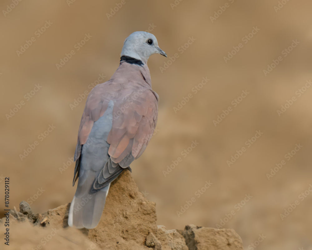 Fototapeta premium Red Collared Dove or Red Turtle Dove (Streptopelia tranquebarica) male in Pakistan.Open woodlands, agricultural areas. Feeds on seeds and grains. Summer breeder to plains of Pakistan. 
