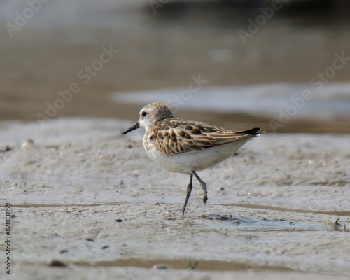 Little Stint (Calidris minuta).  

Tiny wader, reddish brown in breeding. Shorelines,wetlands,forages for insects,small invertebrates. Rapid,nimble movements. Migratory. Arctic,Euraisa,Africa range. photo