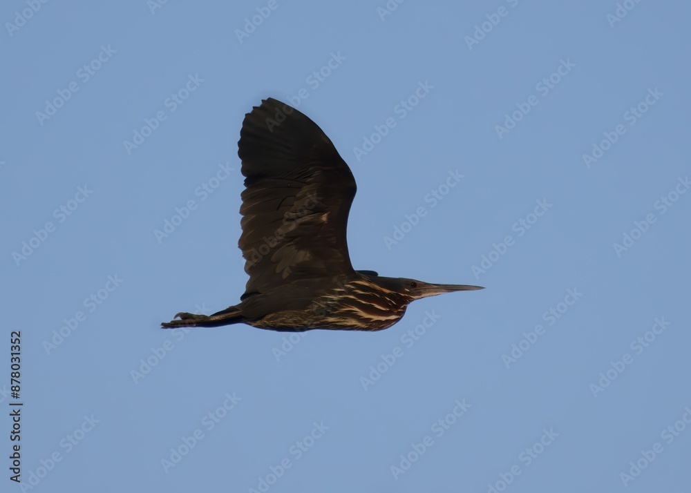 Obraz premium Black Bittern (Ixobrychus flavicollis).Secretive wetland hunter! Black with a flash of yellow on its neck. Often blends in with reeds, strikes fast with long bill.