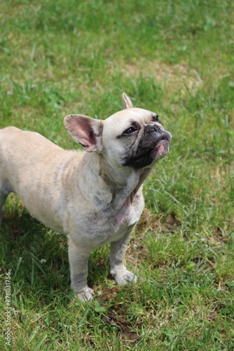 Bouledogue Français