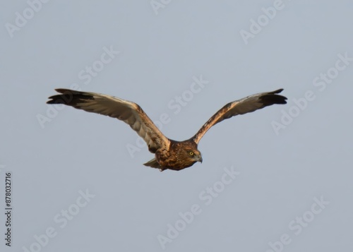 Western Marsh Harrier (Circus aeruginosus). Elegant predator, soars with long wings over wetlands. Males have grey and rufous plumage, while females are rich, dark brown. Winter visitor to Pakistan.