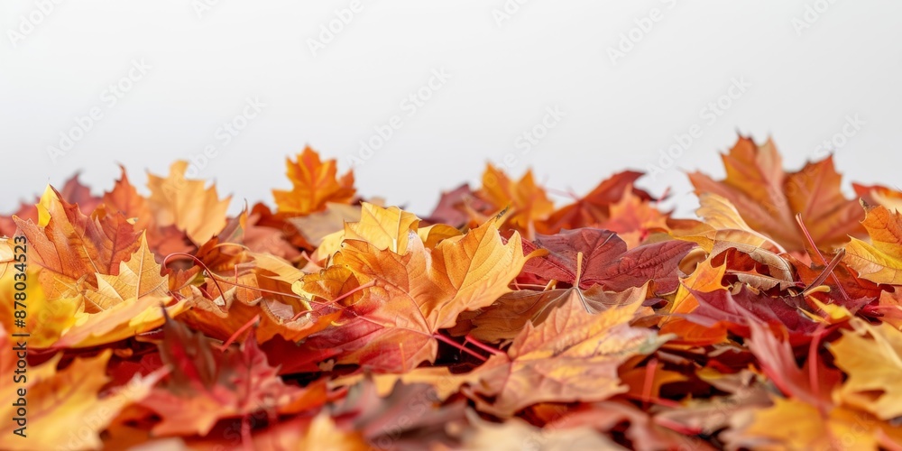 Autumn Splendor in Maple Leaves on White Autumn Splendor in Maple Leaves on White