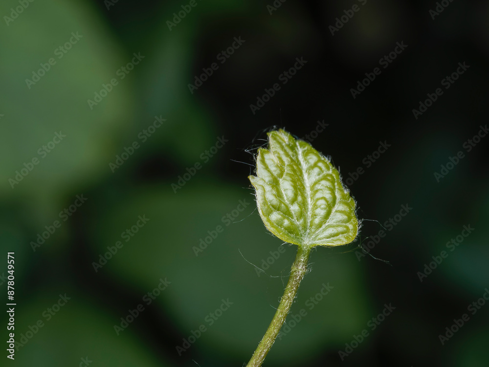 Fototapeta premium macro of a flower