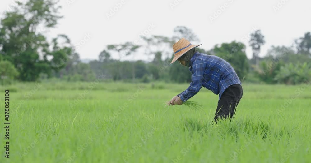 Rice plantation in field on countryside, rice seeding in organic ...