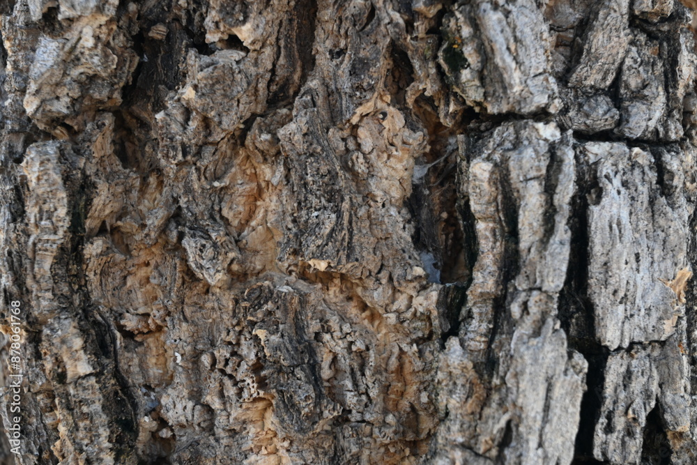 tree trunk texture tree trunk texture