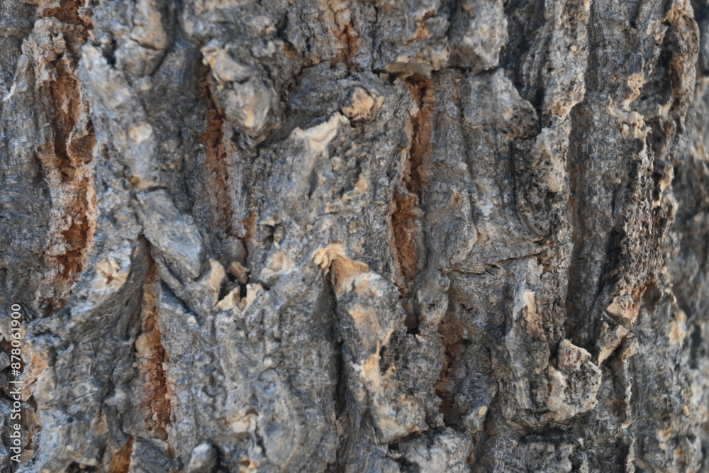 tree trunk texture tree trunk texture