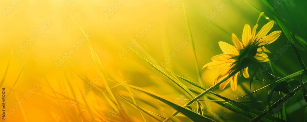 Sunlit Yellow Flower in a Lush Green Meadow Capturing the Warmth of a Golden Sunrise Sunlit Yellow Flower in a Lush Green Meadow Capturing the Warmth of a Golden Sunrise