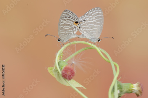 A pair of common cerulean butterflies mating on a wildflower plant. This beautiful insect has the scientific name Jamides celeno. photo