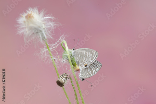 A pair of common cerulean butterflies mating on a wildflower plant. This beautiful insect has the scientific name Jamides celeno. photo