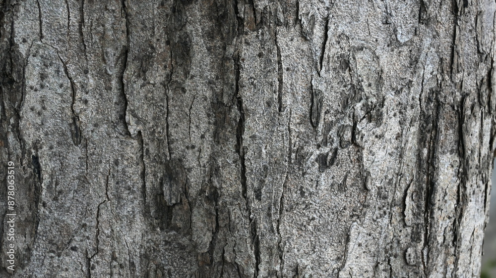 tree trunk texture tree trunk texture