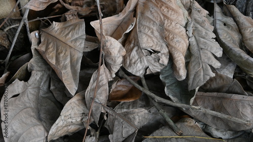 dry leaves on the ground