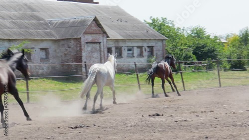 A Bay Horse Runs in a Rural Horse Arena