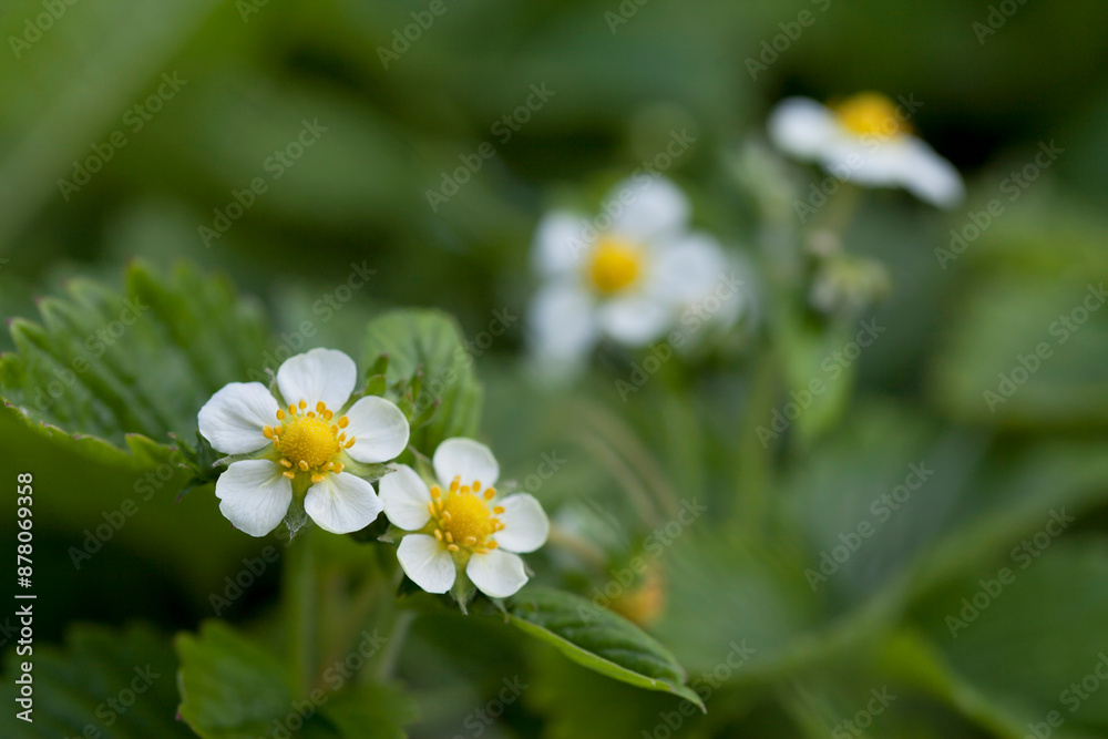 Blossom of a Musk Strawberry, hautbois strawberry - Fragaria moschata. Blossom of a Musk Strawberry, hautbois strawberry - Fragaria moschata.