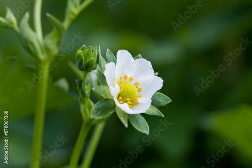 Flower of strawberry plant - delicate white petals with yellow middle.