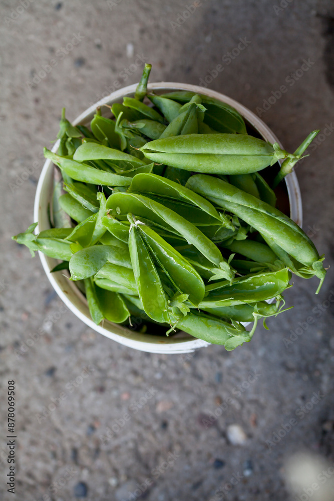 Garden pea pod scraps ready to compost in the kitchen garden. Garden pea pod scraps ready to compost in the kitchen garden.