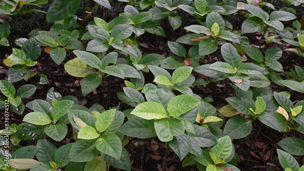 texture of plant bush with green leaves texture of plant bush with green leaves