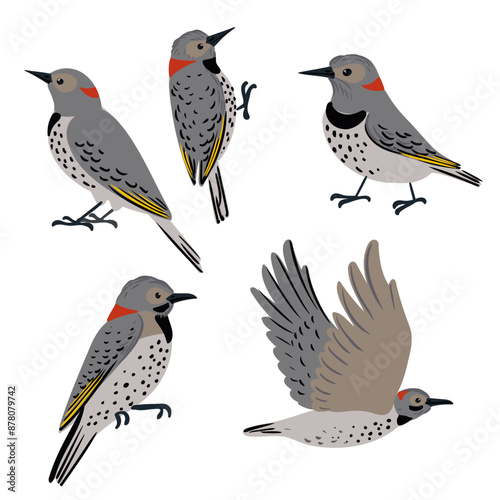 vector drawing bird, northern flicker, hand drawn Colaptes auratus, yellowhammer, isolated nature design element photo