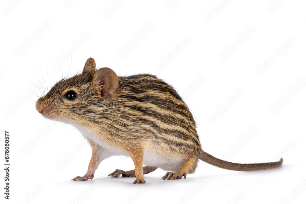 Striped grass mouse standing diagonal. Looking away from camera. Copy space. Isolated on a white background. Striped grass mouse standing diagonal. Looking away from camera. Copy space. Isolated on a white background.