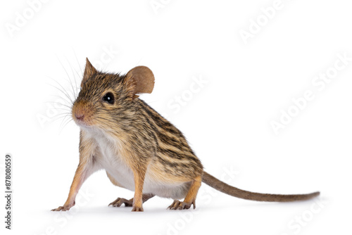 Striped grass mouse standing curious diagonal high on legs. Looking away from camera. Copy space. Isolated on a white background. photo