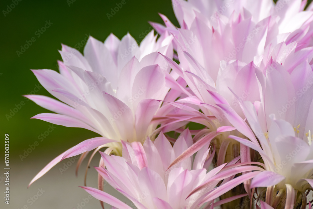 A bunch of pink delicate flowers. Echinopsis Oxygona A bunch of pink delicate flowers. Echinopsis Oxygona