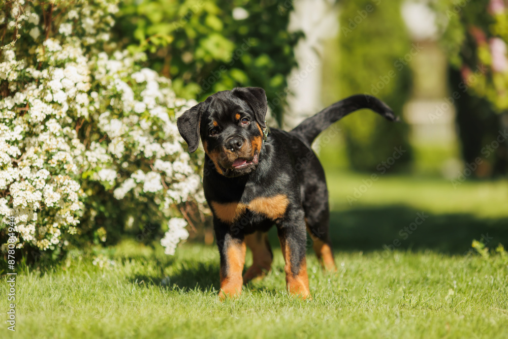 funny rottweiler puppy outdoors in summer funny rottweiler puppy outdoors in summer