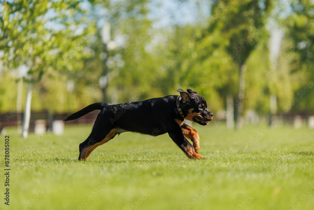 funny rottweiler puppy outdoors in summer funny rottweiler puppy outdoors in summer
