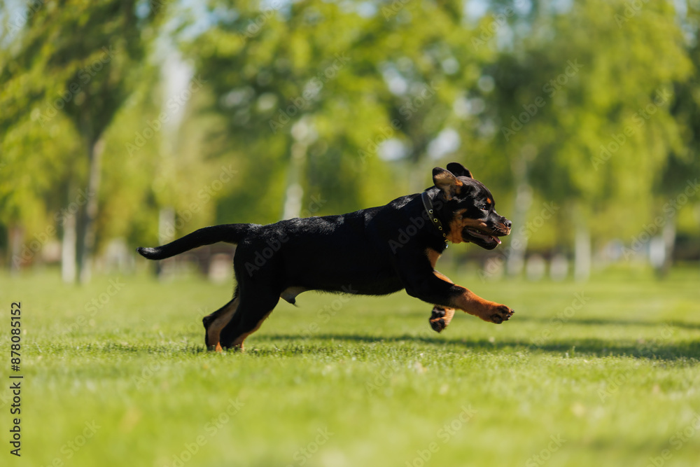 funny rottweiler puppy outdoors in summer funny rottweiler puppy outdoors in summer
