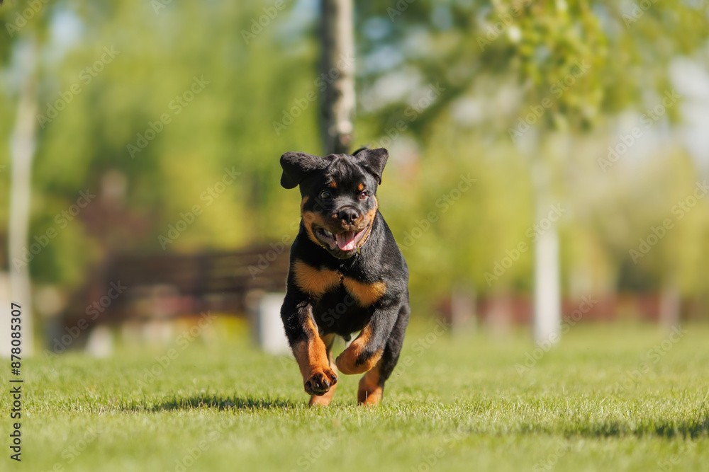 funny rottweiler puppy outdoors in summer funny rottweiler puppy outdoors in summer