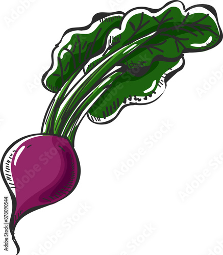 Hand drawn beetroot element.