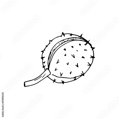 Hand-drawn horse chestnut. Botanical Vector illustration on white. Aesculus hippocastanum, conker tree