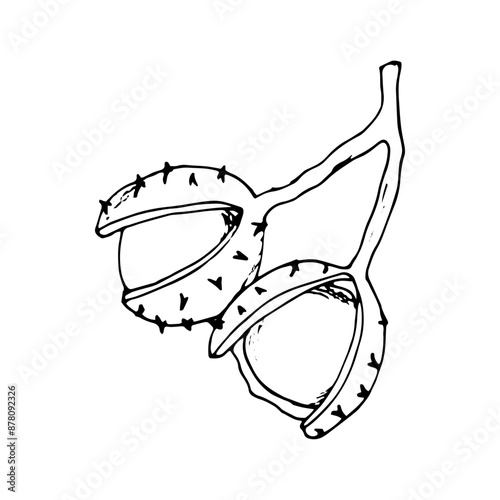 Horse chestnut fruits on a branch. Botanical Vector illustration on white. Aesculus hippocastanum, conker tree