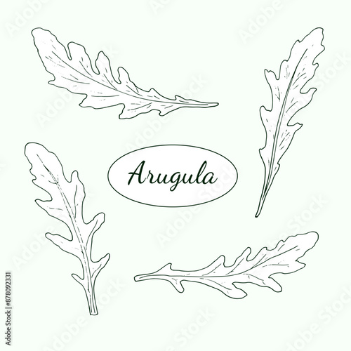 Arugula leaves. Hand-drawn illustration of rucola, eruca sativa. Fresh natural organic food. Healthy herb isolated