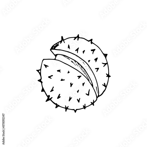 Big ripe raw fresh horse chestnut. Natural organic snack. Aesculus hippocastanum. Hand-drawn botanical illustration isolated on white.