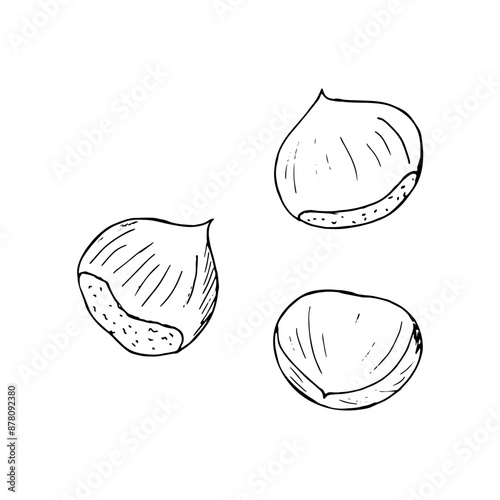 Ripe nuts of horse chestnut. Conifers seed of the horse chestnut tree. Hand-drawn isolated illustration