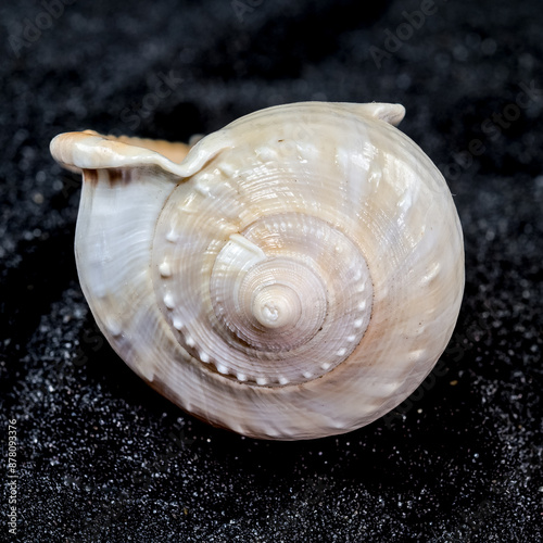 Phalium glaucum Seashell on a black sand background photo