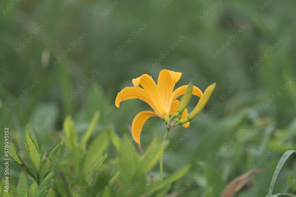 Obraz premium 高原の夏に咲くニッコウキスゲ 霧ヶ峰