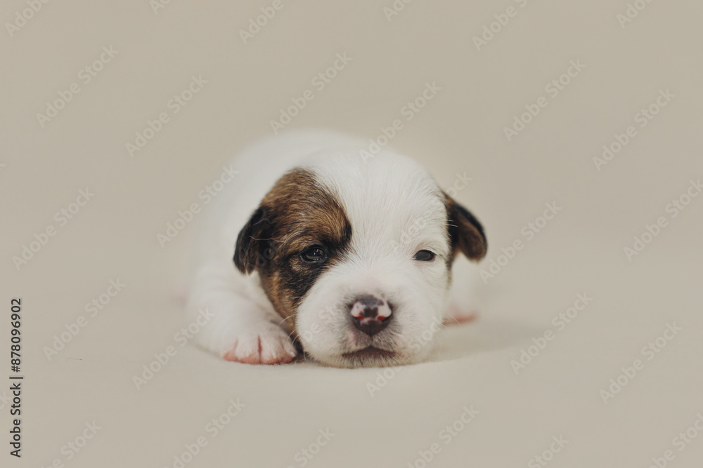 The puppy is a small Jack Russell terrier puppy The puppy is a small Jack Russell terrier puppy