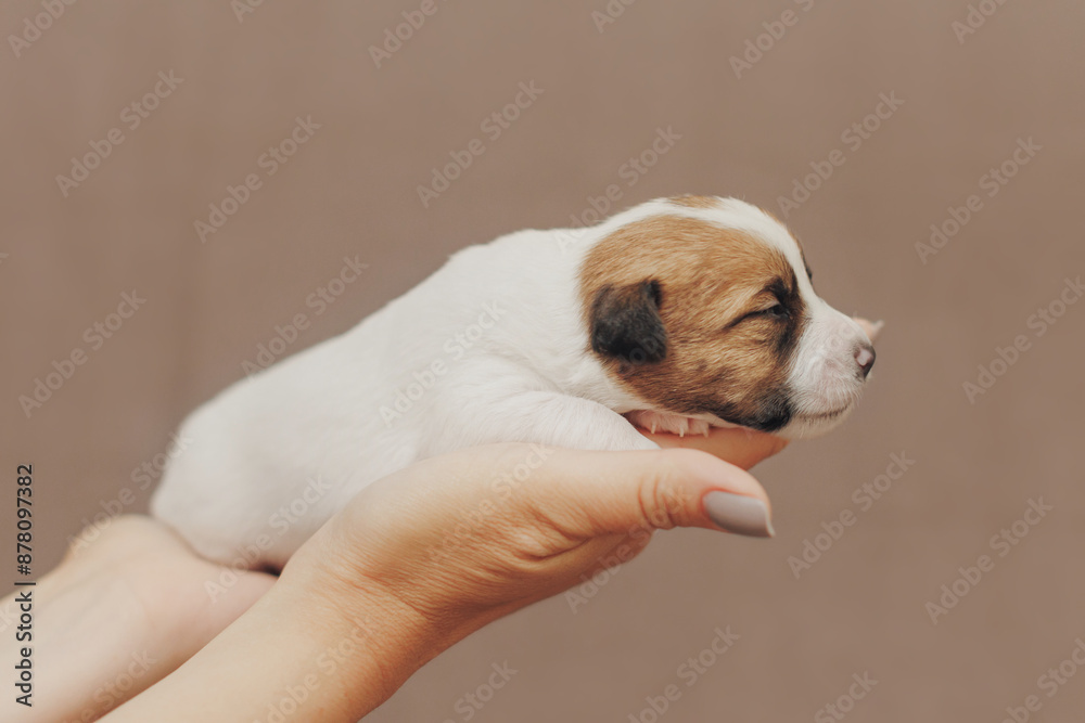 The puppy is a small Jack Russell terrier puppy The puppy is a small Jack Russell terrier puppy
