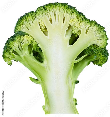 Broccoli isolated on a transparent background. Completely in focus. A slice of the middle.