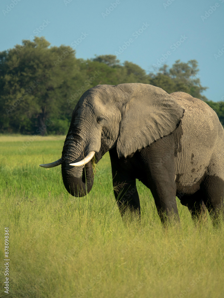 Fototapeta premium A single elephant walks in the savanna looking for food surrounded by green vegetation during the rainy season. Chobe National Park, Botswana, Africa