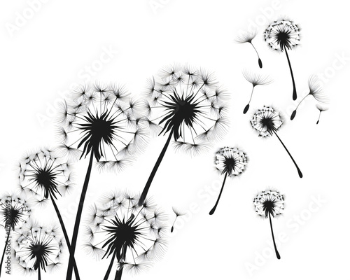 Dandelion flowers flying in the wind, vector illustration on a white background, simple design with simple lines in a flat style, vector art in the style of a simple clip art, using simple shapes with