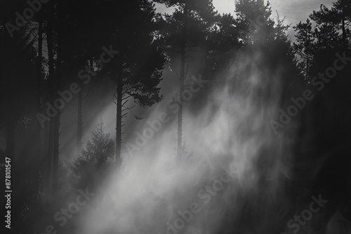 Black and white photo of trees in misty forest, nature background. Black background with nature landscape. Abstract nature wallpaper