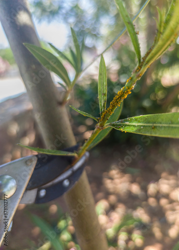 Working with pruning shears scissor of one hand photo