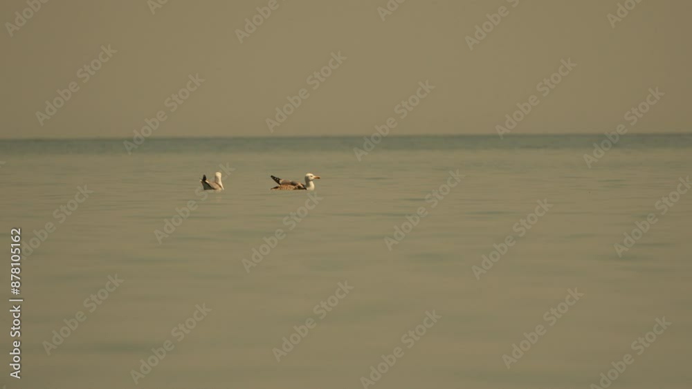 A flock of seagulls floats on calm sea ocean. Silhouettes of seagulls flying in slow motion with the sea in the background at sunset. Evening. Nobody. Freedom concept. A flock of seagulls floats on calm sea ocean. Silhouettes of seagulls flying in slow motion with the sea in the background at sunset. Evening. Nobody. Freedom concept.