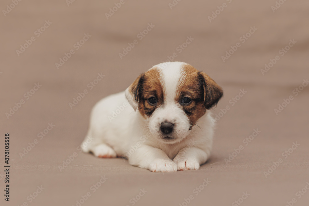The puppy Jack Russell terrier The puppy Jack Russell terrier