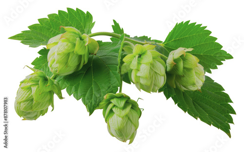 Fresh green hop cones with leaves, cut out - stock png. photo