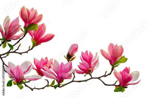 Pink magnolia blossoms on a branch in spring, cut out - stock png.