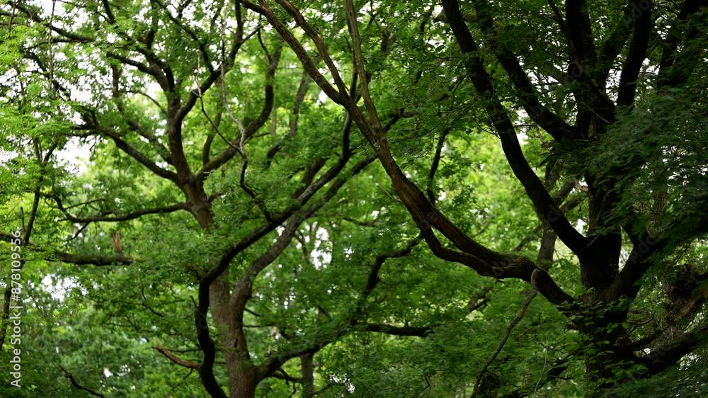 A static British woodland background of tall rustic oak trees with green summer leaves A static British woodland background of tall rustic oak trees with green summer leaves